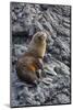 Galapagos Fur Seal (Arctocephalus Galapagoensis) Hauled Out at Puerto Egas-Michael Nolan-Mounted Photographic Print