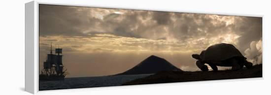 Galapagos Giant Tortoise And Sail Ship-Paul Stewart-Framed Premier Image Canvas