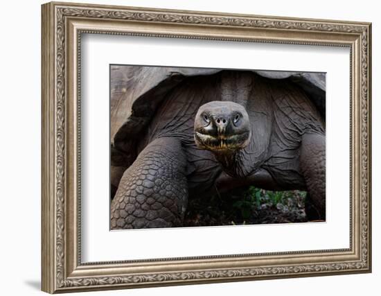 Galapagos giant tortoise. Galapagos Islands, Ecuador.-Adam Jones-Framed Photographic Print