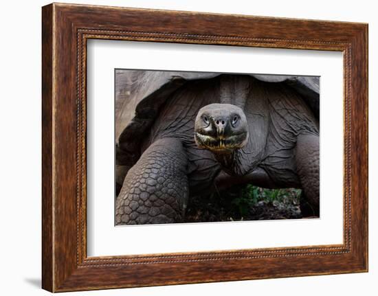 Galapagos giant tortoise. Galapagos Islands, Ecuador.-Adam Jones-Framed Photographic Print