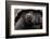 Galapagos giant tortoise. Galapagos Islands, Ecuador.-Adam Jones-Framed Photographic Print