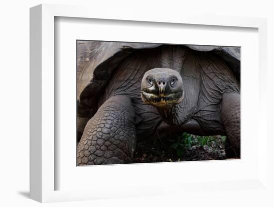 Galapagos giant tortoise. Galapagos Islands, Ecuador.-Adam Jones-Framed Photographic Print