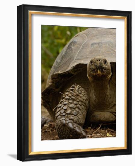 Galapagos Giant Tortoise, Highlands, Santa Cruz Island, Galapagos Islands, Ecuador-Pete Oxford-Framed Photographic Print