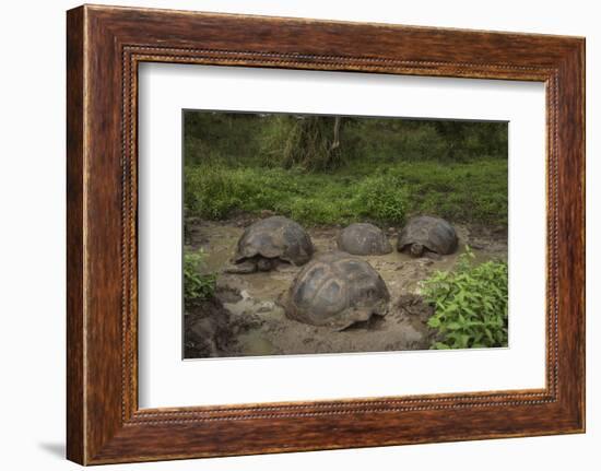 Galapagos Giant Tortoise Santa Cruz Island Galapagos Islands, Ecuador-Pete Oxford-Framed Photographic Print