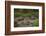 Galapagos Giant Tortoise Santa Cruz Island Galapagos Islands, Ecuador-Pete Oxford-Framed Photographic Print