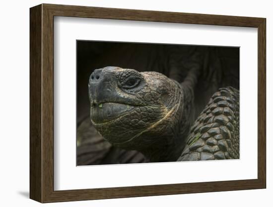 Galapagos Giant Tortoise Santa Cruz Island Galapagos Islands, Ecuador-Pete Oxford-Framed Photographic Print