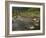 Galapagos Giant Tortoise With Tui De Roy Near Alcedo Volcano, Isabela Island, Galapagos Islands-Pete Oxford-Framed Photographic Print