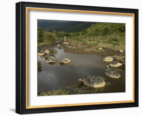 Galapagos Giant Tortoise With Tui De Roy Near Alcedo Volcano, Isabela Island, Galapagos Islands-Pete Oxford-Framed Photographic Print