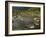 Galapagos Giant Tortoise With Tui De Roy Near Alcedo Volcano, Isabela Island, Galapagos Islands-Pete Oxford-Framed Photographic Print