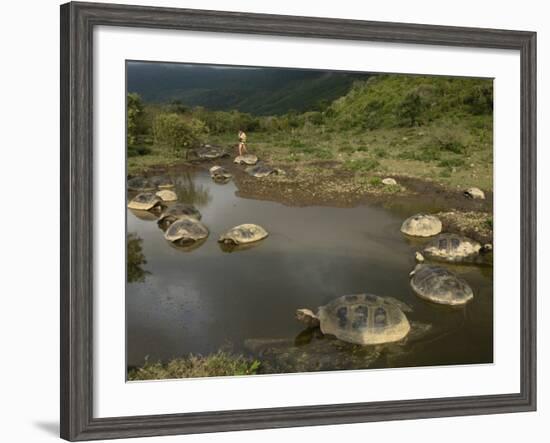 Galapagos Giant Tortoise With Tui De Roy Near Alcedo Volcano, Isabela Island, Galapagos Islands-Pete Oxford-Framed Photographic Print