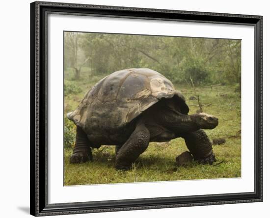 Galapagos Giant Tortoise With Tui De Roy Near Alcedo Volcano, Isabela Island, Galapagos Islands-Pete Oxford-Framed Photographic Print