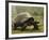 Galapagos Giant Tortoise With Tui De Roy Near Alcedo Volcano, Isabela Island, Galapagos Islands-Pete Oxford-Framed Photographic Print