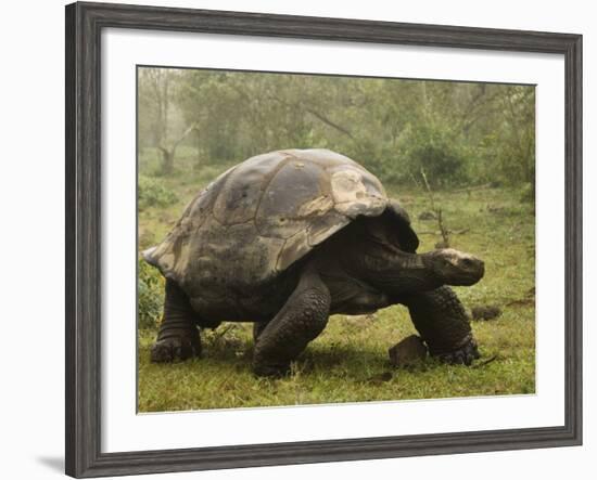 Galapagos Giant Tortoise With Tui De Roy Near Alcedo Volcano, Isabela Island, Galapagos Islands-Pete Oxford-Framed Photographic Print