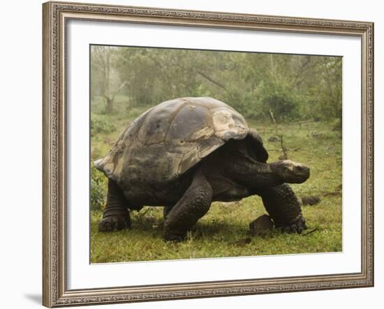 Galapagos Giant Tortoise With Tui De Roy Near Alcedo Volcano, Isabela Island, Galapagos Islands-Pete Oxford-Framed Photographic Print