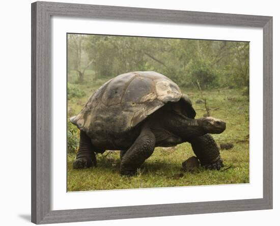 Galapagos Giant Tortoise With Tui De Roy Near Alcedo Volcano, Isabela Island, Galapagos Islands-Pete Oxford-Framed Photographic Print