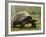 Galapagos Giant Tortoise With Tui De Roy Near Alcedo Volcano, Isabela Island, Galapagos Islands-Pete Oxford-Framed Photographic Print