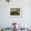 Galapagos Giant Tortoise With Tui De Roy Near Alcedo Volcano, Isabela Island, Galapagos Islands-Pete Oxford-Framed Photographic Print displayed on a wall