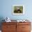 Galapagos Giant Tortoise With Tui De Roy Near Alcedo Volcano, Isabela Island, Galapagos Islands-Pete Oxford-Framed Photographic Print displayed on a wall