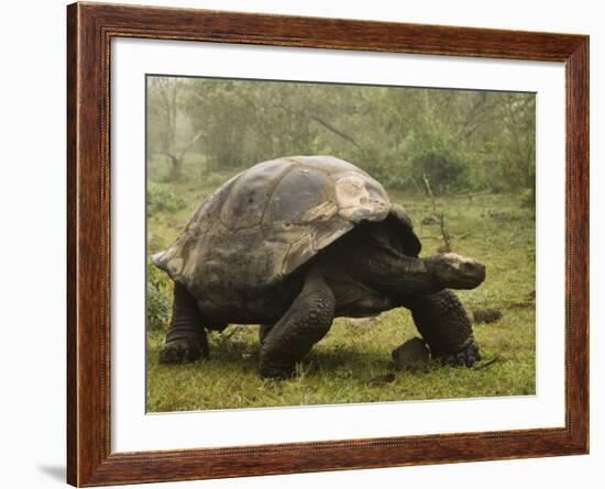 Galapagos Giant Tortoise With Tui De Roy Near Alcedo Volcano, Isabela Island, Galapagos Islands-Pete Oxford-Framed Photographic Print