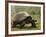 Galapagos Giant Tortoise With Tui De Roy Near Alcedo Volcano, Isabela Island, Galapagos Islands-Pete Oxford-Framed Photographic Print