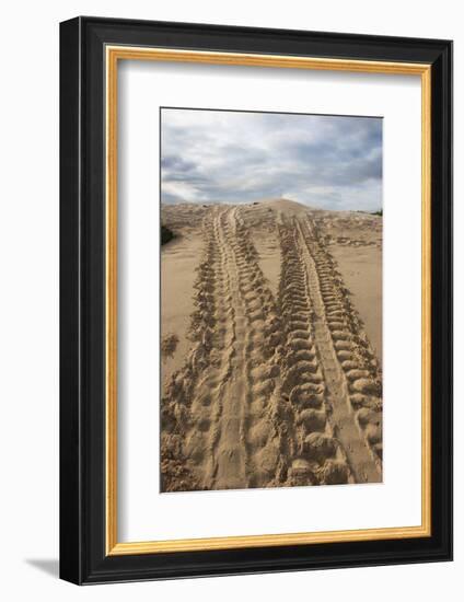 Galapagos Green Sea Turtle. las Bachas Santa Cruz, Galapagos, Ecuador-Pete Oxford-Framed Photographic Print