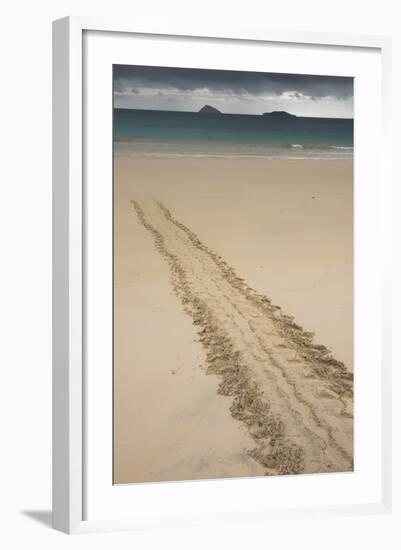 Galapagos Green Sea Turtle Tracks. Floreana Island, Galapagos, Ecuador-Pete Oxford-Framed Photographic Print