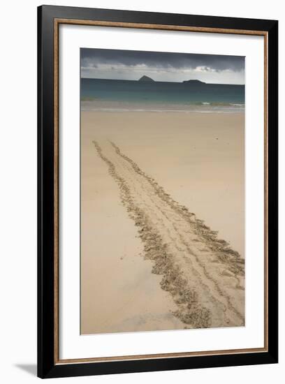 Galapagos Green Sea Turtle Tracks. Floreana Island, Galapagos, Ecuador-Pete Oxford-Framed Photographic Print