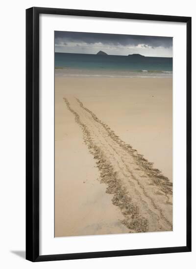 Galapagos Green Sea Turtle Tracks. Floreana Island, Galapagos, Ecuador-Pete Oxford-Framed Photographic Print