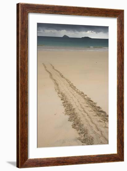 Galapagos Green Sea Turtle Tracks. Floreana Island, Galapagos, Ecuador-Pete Oxford-Framed Photographic Print