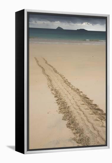 Galapagos Green Sea Turtle Tracks. Floreana Island, Galapagos, Ecuador-Pete Oxford-Framed Premier Image Canvas