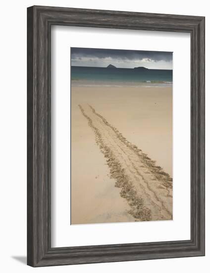 Galapagos Green Sea Turtle Tracks. Floreana Island, Galapagos, Ecuador-Pete Oxford-Framed Photographic Print