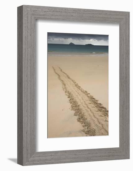 Galapagos Green Sea Turtle Tracks. Floreana Island, Galapagos, Ecuador-Pete Oxford-Framed Photographic Print