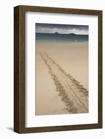 Galapagos Green Sea Turtle Tracks. Floreana Island, Galapagos, Ecuador-Pete Oxford-Framed Photographic Print