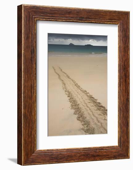 Galapagos Green Sea Turtle Tracks. Floreana Island, Galapagos, Ecuador-Pete Oxford-Framed Photographic Print