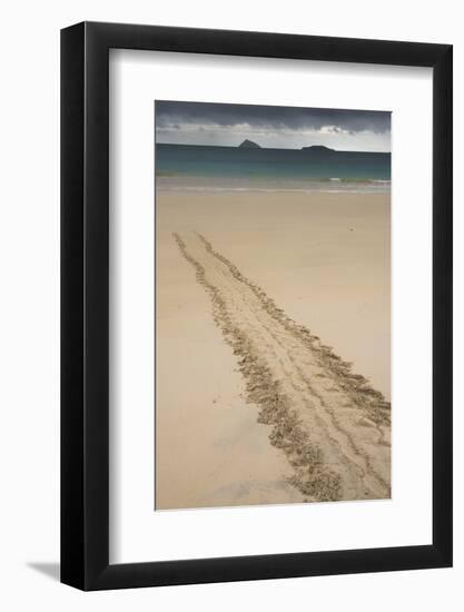 Galapagos Green Sea Turtle Tracks. Floreana Island, Galapagos, Ecuador-Pete Oxford-Framed Photographic Print