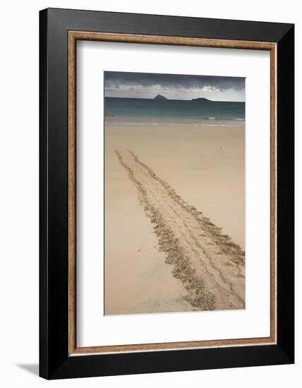 Galapagos Green Sea Turtle Tracks. Floreana Island, Galapagos, Ecuador-Pete Oxford-Framed Photographic Print