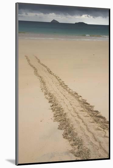 Galapagos Green Sea Turtle Tracks. Floreana Island, Galapagos, Ecuador-Pete Oxford-Mounted Photographic Print