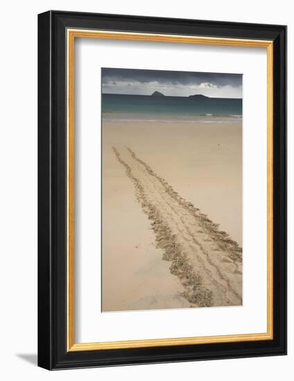 Galapagos Green Sea Turtle Tracks. Floreana Island, Galapagos, Ecuador-Pete Oxford-Framed Photographic Print