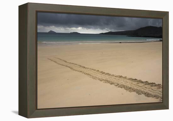 Galapagos Green Sea Turtle Tracks. Floreana Island, Galapagos, Ecuador-Pete Oxford-Framed Premier Image Canvas