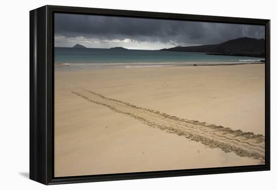 Galapagos Green Sea Turtle Tracks. Floreana Island, Galapagos, Ecuador-Pete Oxford-Framed Premier Image Canvas