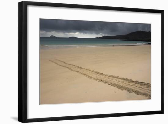 Galapagos Green Sea Turtle Tracks. Floreana Island, Galapagos, Ecuador-Pete Oxford-Framed Photographic Print