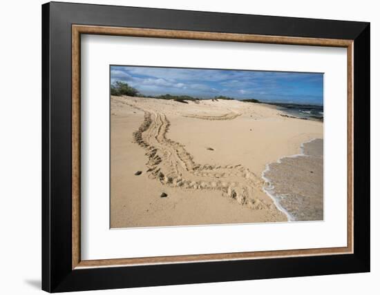 Galapagos Green Sea Turtle Tracks. las Bachas, Galapagos, Ecuador-Pete Oxford-Framed Photographic Print