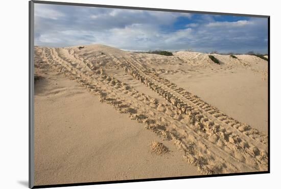 Galapagos Green Sea Turtle Tracks. las Bachas, Galapagos, Ecuador-Pete Oxford-Mounted Photographic Print