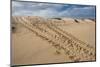 Galapagos Green Sea Turtle Tracks. las Bachas, Galapagos, Ecuador-Pete Oxford-Mounted Photographic Print