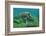 Galapagos Green Sea Turtle Underwater, Galapagos Islands, Ecuador-Pete Oxford-Framed Photographic Print