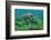 Galapagos Green Sea Turtle Underwater, Galapagos Islands, Ecuador-Pete Oxford-Framed Photographic Print