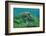 Galapagos Green Sea Turtle Underwater, Galapagos Islands, Ecuador-Pete Oxford-Framed Photographic Print