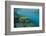 Galapagos Green Sea Turtle Underwater, Galapagos Islands, Ecuador-Pete Oxford-Framed Photographic Print