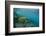 Galapagos Green Sea Turtle Underwater, Galapagos Islands, Ecuador-Pete Oxford-Framed Photographic Print