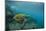 Galapagos Green Sea Turtle Underwater, Galapagos Islands, Ecuador-Pete Oxford-Mounted Photographic Print